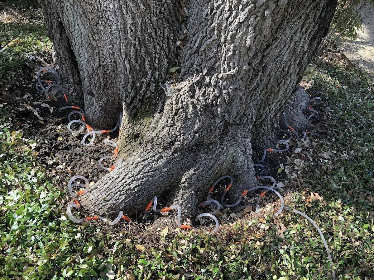 Detailed Tree Cabling and Bracing job site in Ashkum