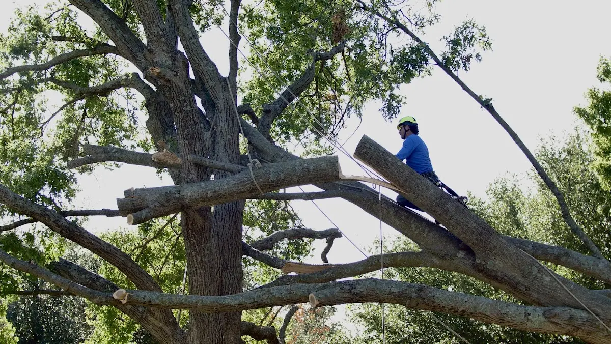 Professional Crown Thinning performed by certified arborists in Ashkum