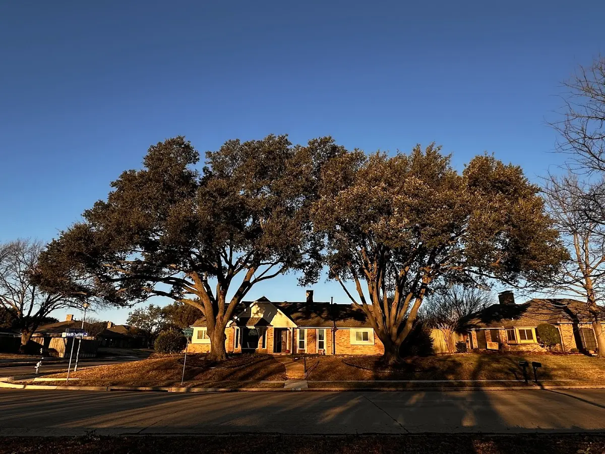 Established residential canopy tree shading a home in Ashkum